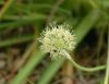 Allium hookeri muli...